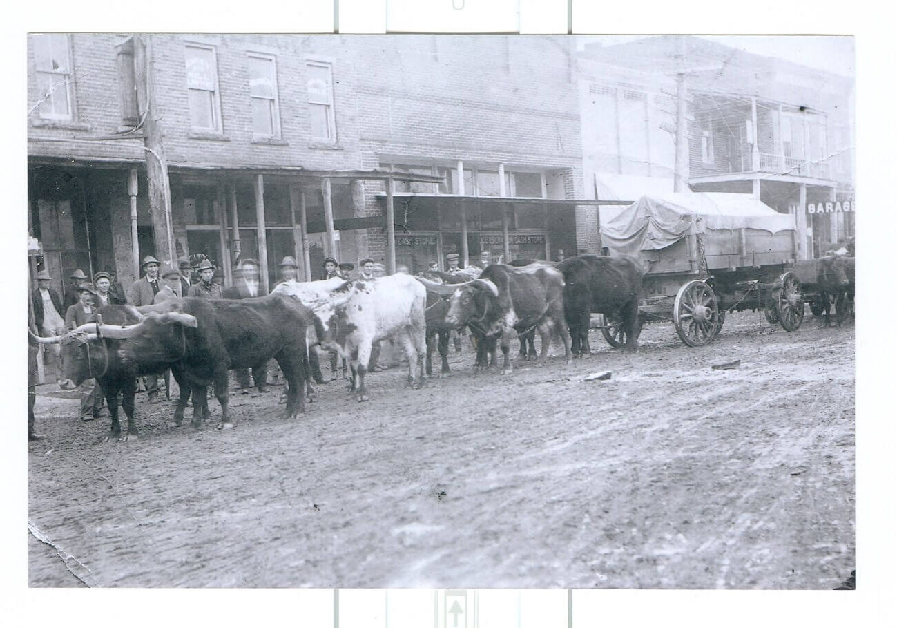 historic photo of steer pulling wagon